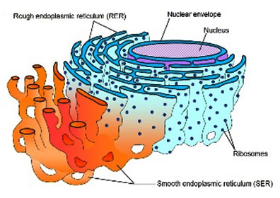 endoplasmic