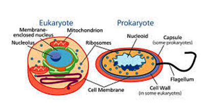 prokaryotes01
