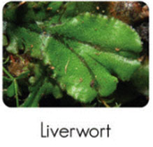 liverwort